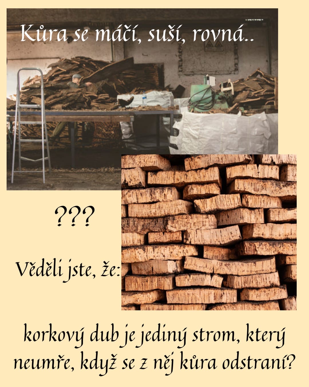 zpracování korku
